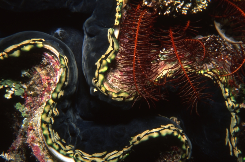 Burrowing clam shell-Coral Sea, Australia