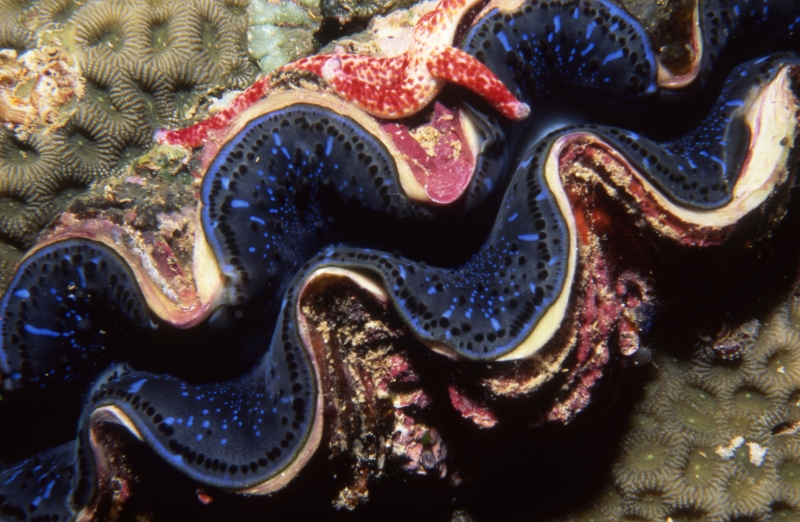 Burrowing clam shell-Palau