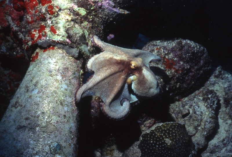 Caribbean reef octopus-Aruba