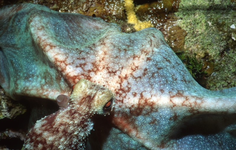 Caribbean reef octopus-Exumas, Bahamas