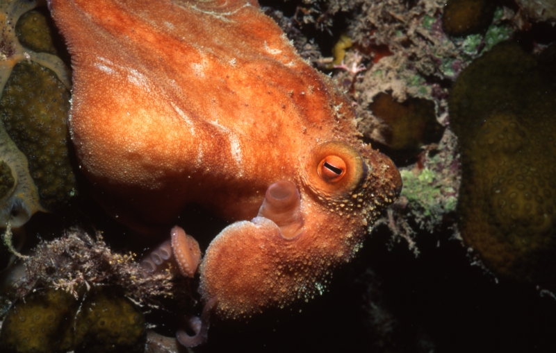 Caribbean reef octopus-Exumas