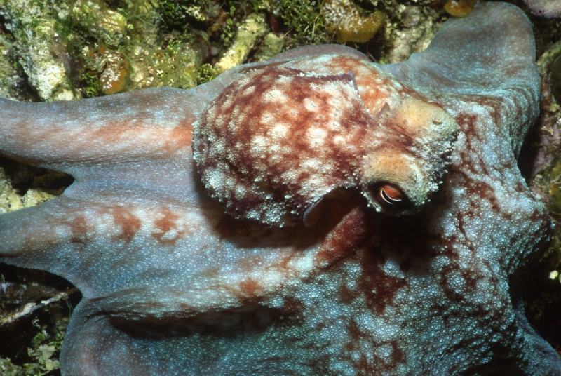 Caribbean reef octopus-Little Cayman Island