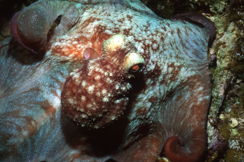 Caribbean reef octopus-Little Cayman