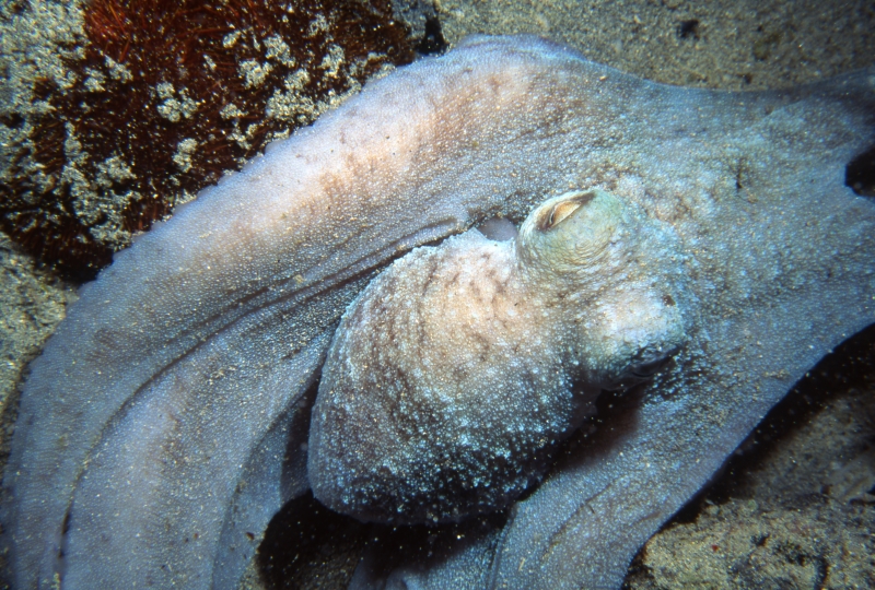Caribbean reef octopus-St. Croix
