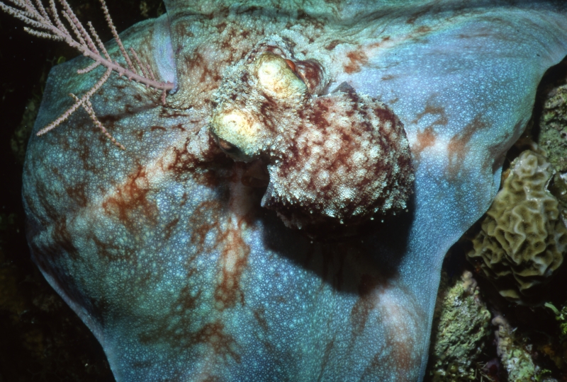 Caribbean reef octopus by soft coral-Little Cayman Island