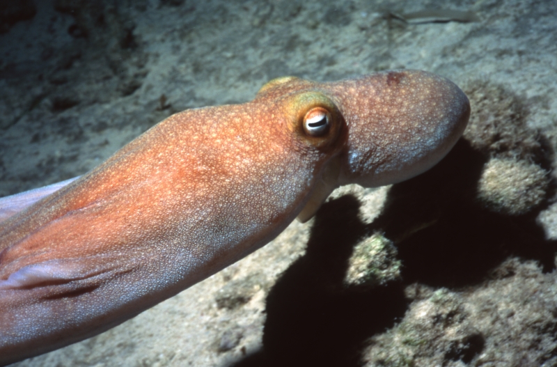 Caribbean reef octopus on the move-Exumas
