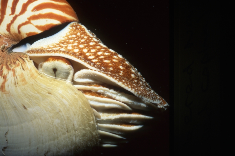 Chambered nautilus-Palau