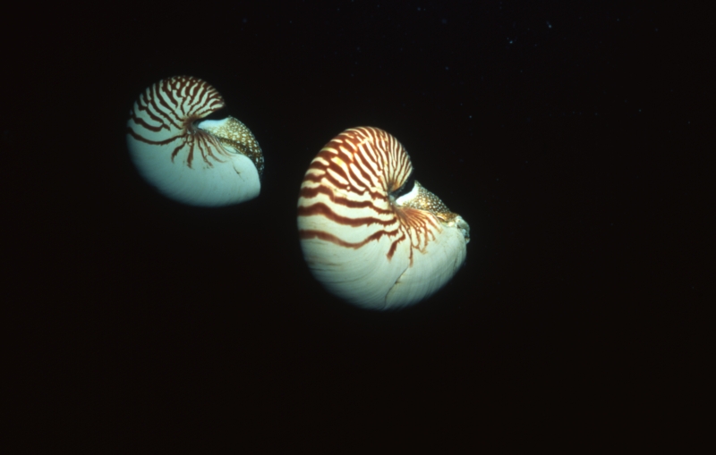 Chambered nautiluses-Palau