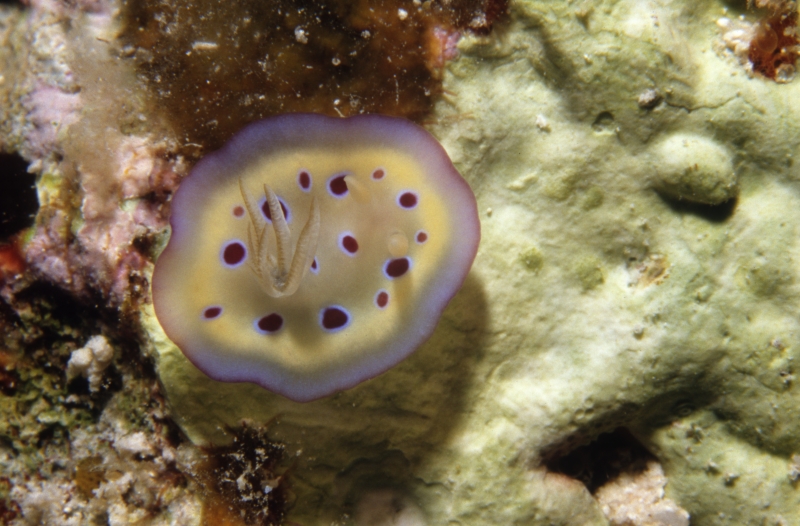 Chromadoris kuniei nudibranch-Australia
