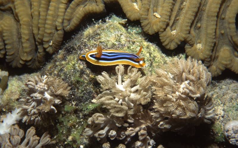 Chromadoris quadracolor nudibranch-Red Sea