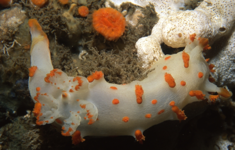 Clown dorid nudibranch-Pender Islands