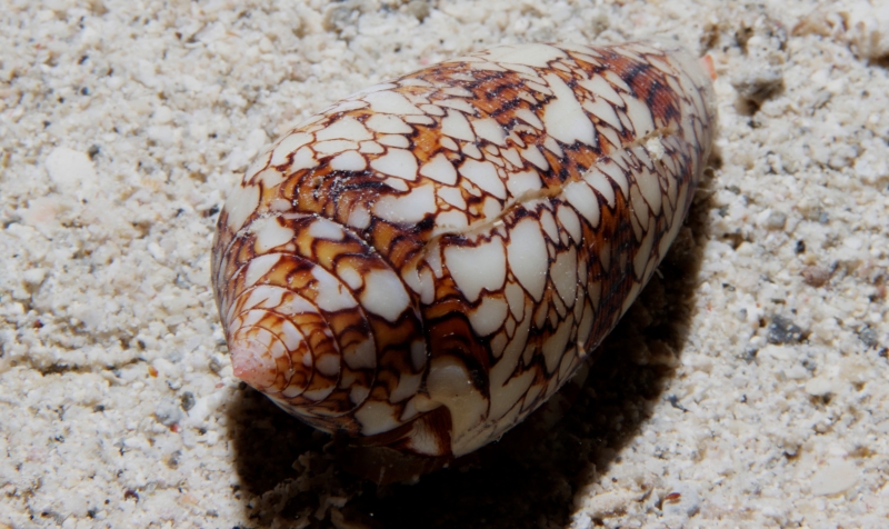 Cone (Conus textile) shell-Fiji