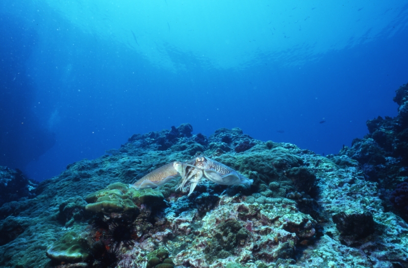 Cuttlefish mating-Richelieu Rock, Thailand