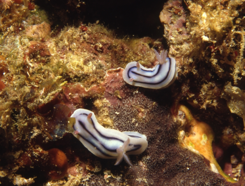 Elisabeths chromadoris nudibranchs-Beqa Lagoon, Fiji