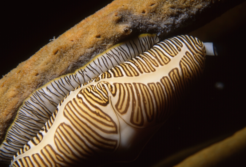 Fingerprint Cyphoma snail-Saba