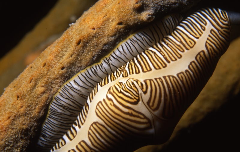 Fingerprint cyphoma snail-Saba