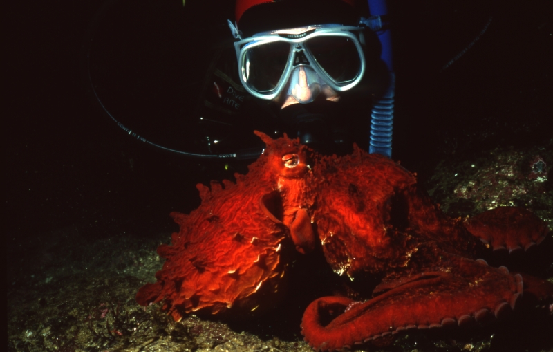 Giant Pacific octopus & diver-Vancouver Island