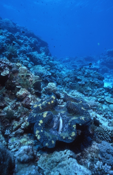 Giant tridacna clam-Peleliu, Palau