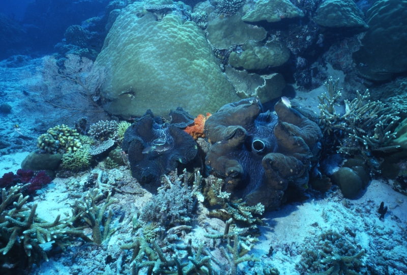 Giant tridacna clams-Palau