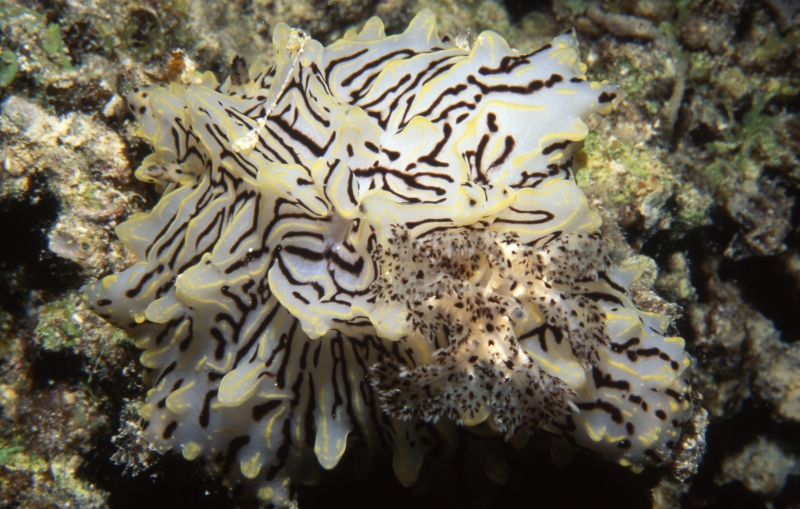 Halgerda willey nudibranch-Egypt