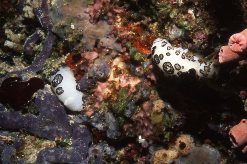 Jokunna funabris nudibranchs-Maldives