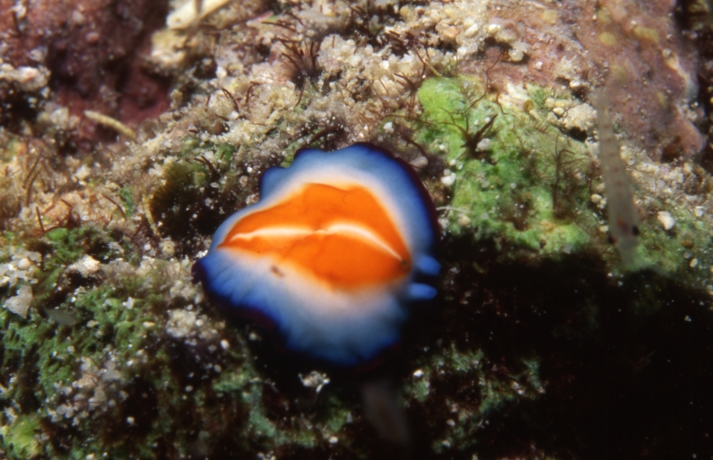 Kurumra nudibranch-Maldives