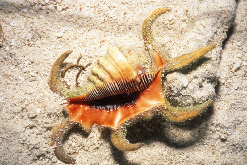 Spider shell mollusc-Coral Sea, Australia