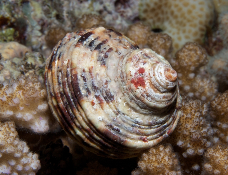 Sundial gastropod shell-Fiji