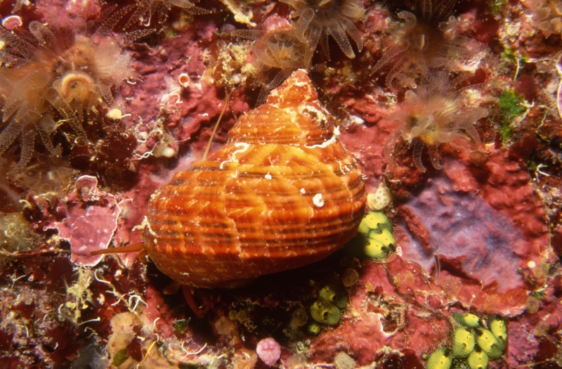True tupil snail-Grand Cayman Island