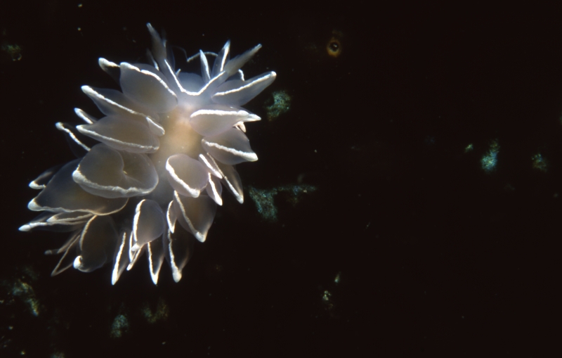 White-lIned dirona nudibranch-Pender Islands