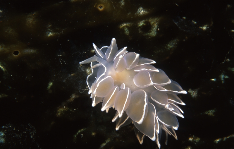 White-lined dirona nudibranch-Pender Islands, British Columbia