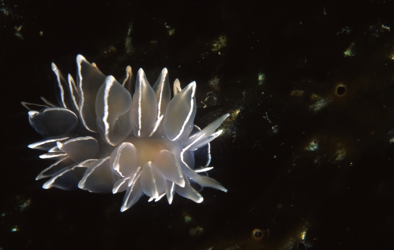 White-lined dirona nudibranch-Tilly's cave, Pender Islands