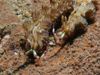 2 Blue Dragon nudibranch-Anilao, Philippines