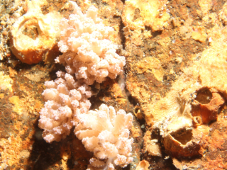 3 Milky Phylodesmium nudibranch-Anilao, Philippines