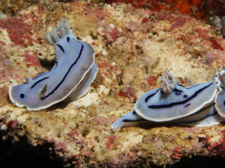 3 Willan's Chromodoris nudibranch-Anilao, Philippines