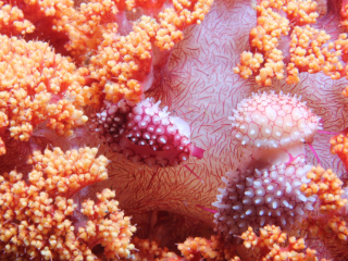 3 Wilson's Egg cowrie-Anilao, Philippines