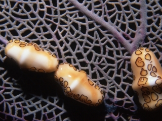 Flamingo tongues with Sea fan-St. Kitts