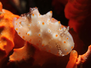 Batangas Halgerda nudibranch-Anilao, Philippines