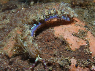 Blue Dragon nudibranch-Anilao, Philippines