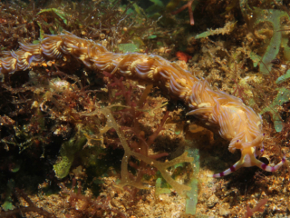 Blue Dragon nudibranch by algae-Anilao, Philippines