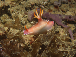 Bullock's Hypselodoris nudibranch-Komodo, Indonesia