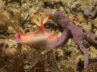 Bullock's Hypselodoris nudibranch-Komodo