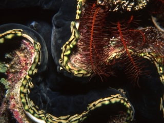 Burrowing clam shell-Coral Sea, Australia