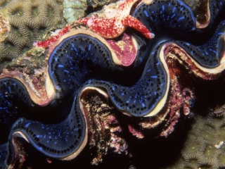 Burrowing clam shell-Palau