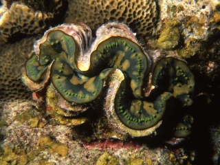 Burrowing clam shell-Surin Islands