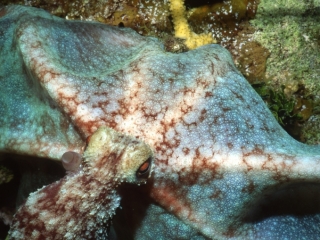 Caribbean reef octopus-Exumas, Bahamas