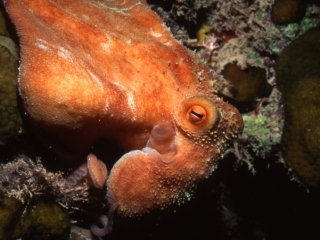 Caribbean reef octopus-Exumas