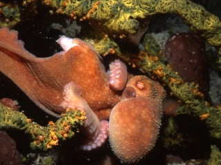 Caribbean reef octopus in Yellow rope sponge-Exumas