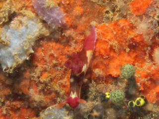 Chamberlain's Nembrotha nudibranch-Anilao, Philippines
