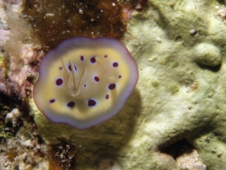 Chromadoris kuniei nudibranch-Australia